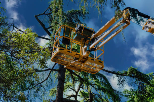 Best Tree Care Services  in Mount Hermon, VA